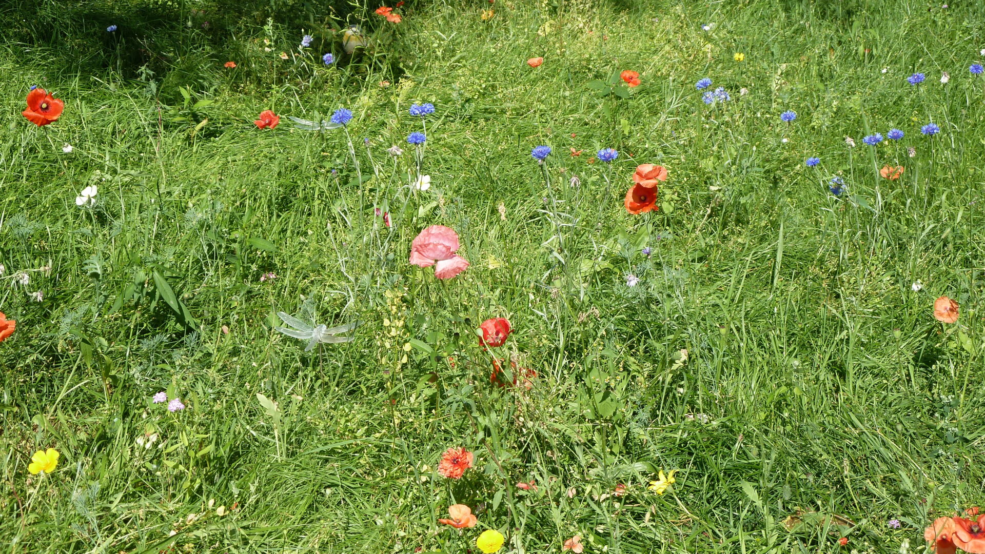 Värikkäitä kukkia niityllä.