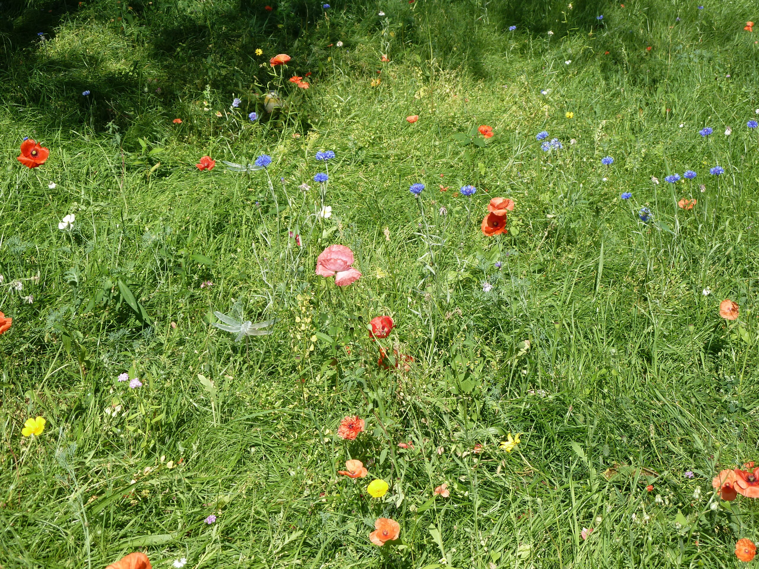 Värikkäitä kukkia niityllä.